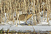 The Bittern is seldom seen, as it leads a retiring life under cover of extensive reedbeds.