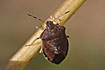 Foto af Almindelig Brtge (Dolycoris baccarum). Fotograf: 