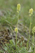 Photo ofAlpine Asphodel, German Asphodel  (Tofieldia calyculata). Photographer: 