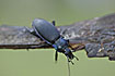 A large (20-30mm) black ground beetle with metallic purple or red margins to the elytra and pronotum.