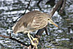 Photo ofIndian Pond Heron (Ardeola grayii). Photographer: 