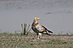 A common Vulture i India