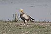 A common Vulture i India