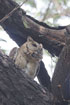 A 23-25 cm lage owl