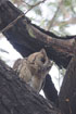 Photo ofCollared scops owl (Otus bakkamoena). Photographer: 