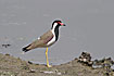 Photo ofRed-wattled Lapwing (Vanellus indicus). Photographer: 