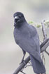 Photo ofLargebilled Crow (Corvus macrorhynchos). Photographer: 