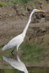 A 85-101 cm tall bird