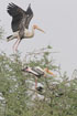 Photo ofPainted Stork (Mycteria leucocephala). Photographer: 