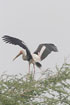 Photo ofPainted Stork (Mycteria leucocephala). Photographer: 