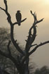 in silhouette with a Drongo