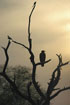 In silhouette with a Drongo, a Hoopoe and a Dove