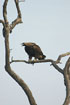 Photo ofImperial Eagle (Aquila heliaca). Photographer: 