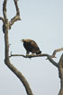 Imperial Eagle Adult bird tar-black with cremy shawl