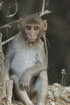 Photo ofRhesus Macaque (Macaca mulatta). Photographer: 