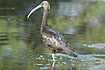 Foto af Sort ibis (Plegadis falcinellus). Fotograf: 