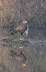 Lesser Spotted Eagle Adult bird