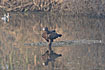 Photo ofLesser Spotted Eagle (Aquila pomarina). Photographer: 