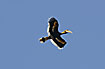 Photo ofGreat Hornbill (Buceros bicornis). Photographer: 