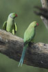 Photo ofRose-ringed Parakeet  (Psittacula krameri). Photographer: 