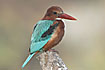 Photo ofWhite-throated Kingfisher (Halcyon smyrnensis). Photographer: 