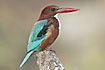 Photo ofWhite-throated Kingfisher (Halcyon smyrnensis). Photographer: 