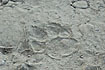 Fresh tracks in the sand