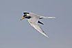 Photo ofRiver Tern (Sterna aurantia). Photographer: 