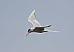 Photo ofRiver Tern (Sterna aurantia). Photographer: 
