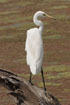 Photo ofGreat White Egret (Egretta alba). Photographer: 