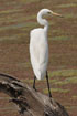 Photo ofGreat Egret (Egretta alba egretta). Photographer: 