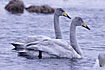 Whooper Swan 2k. birds