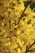 Photo ofForsythia (Forsythia intermedia). Photographer: 