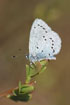 Resting Holly Blue