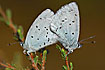 Photo ofHolly Blue (Celastrina argiolus). Photographer: 