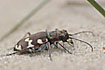 Photo ofNorthern Dune Tiger Beetle (Cicindela hybrida). Photographer: 