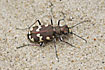 Northern Dune Tiger Beetle. Lives in dunes