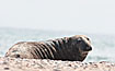 Photo ofGrey Seal (Halichoerus grypus). Photographer: 