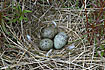 Lesser Back-backed Gull nest with eggs