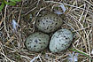  Nest with eggs
