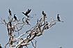 Kolony of Great Cormorant