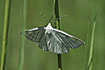 The Moth Siona lineata