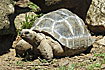 Photo ofAldabra Giant Turtoise (Geochelone gigantea). Photographer: 