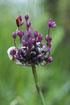 Photo ofSand Leek (Allium scorodoprasum). Photographer: 