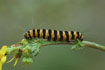 Larvae of the butterfly called Cinnabar Moth
