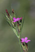 Foto af Kost-Nellike (Dianthus armeria). Fotograf: 