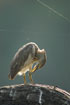 Photo ofIndian Pond Heron (Ardeola grayii). Photographer: 