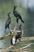 Photo ofLittle Cormorant (Phalacrocorax niger). Photographer: 