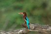 A big kingfisher