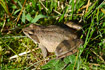 Photo ofAgile Frog (Rana dalmatina). Photographer: 